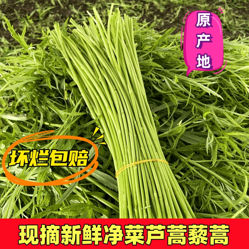 农家自种精选蔬菜嫩芦蒿杆子藜蒿黎蒿去叶老根净菜柳泥蒿野菜新鲜