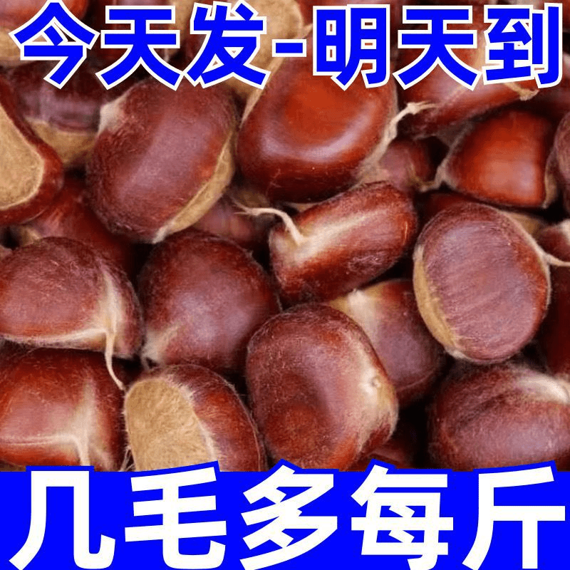 【阿昊】【2023】现摘丹东板栗生新鲜有机生栗子糯甜板栗非油栗迁西批