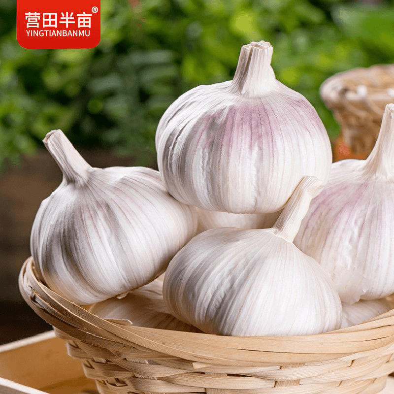 【阿昊】【购】山东紫皮大蒜新蒜干蒜批发大蒜头紫白皮批发