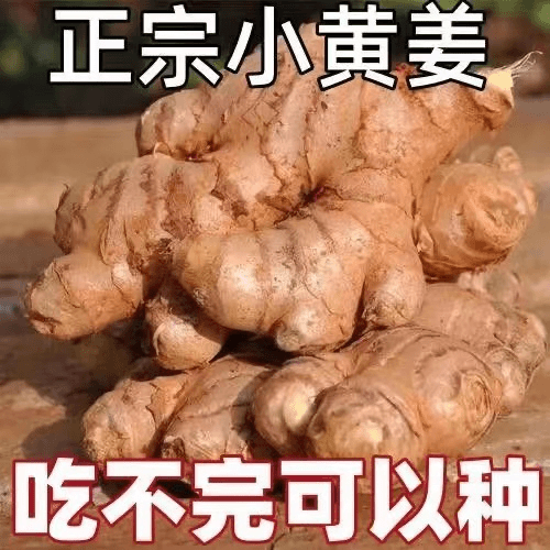 【阿昊】【现挖现发】正宗老姜新鲜生姜现挖姜月子土姜农家小黄姜整箱
