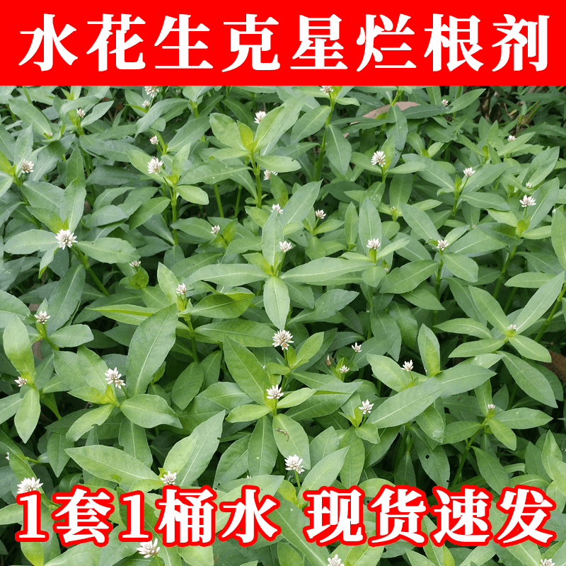 【专除水花生】水花生克星烂根剂莲子草水葫芦专用克星除草剂农药