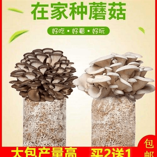 【不出苞赔】食用菌平菇蘑菇大菌包种植包邮盆栽家庭蘑菇蔬菜凤尾