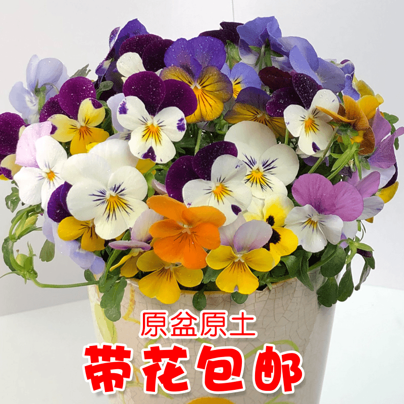 角堇三色堇花苗花卉盆栽秋冬季露天阳台庭院花园耐寒独特带花角堇