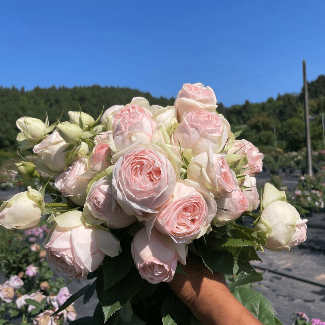 宜然园艺 蒙娜丽莎  4升盆灌木花苗欧洲月季多季节重复开花