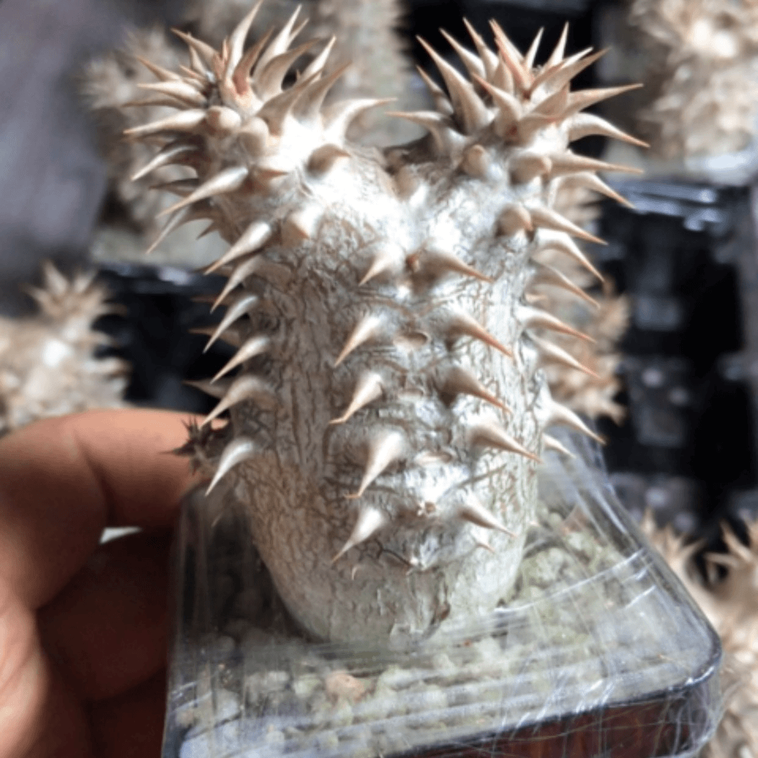 【闪购商品】西巴女王