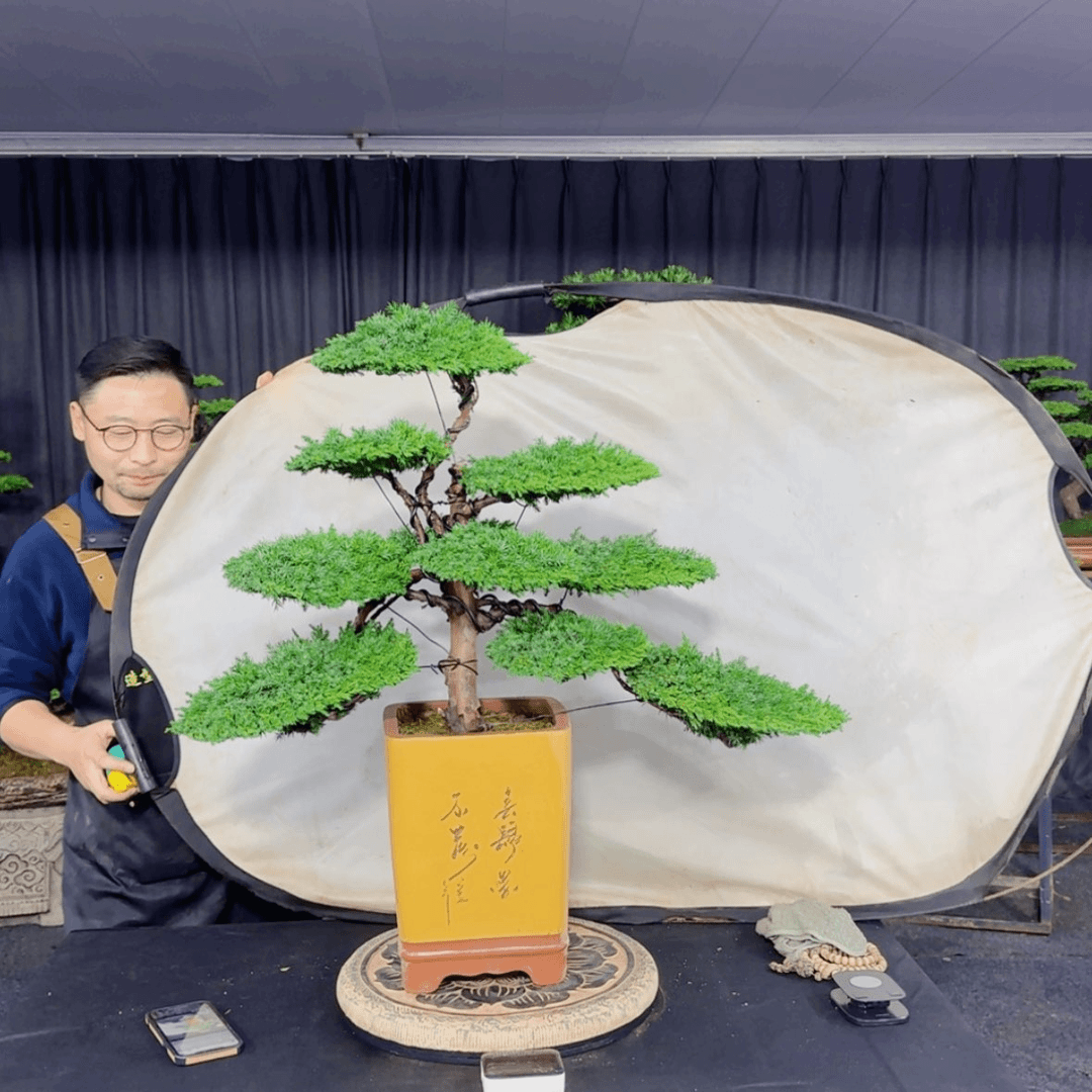 【闪购商品】盆景