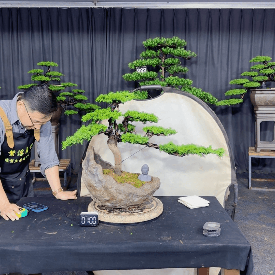 【闪购商品】盆景
