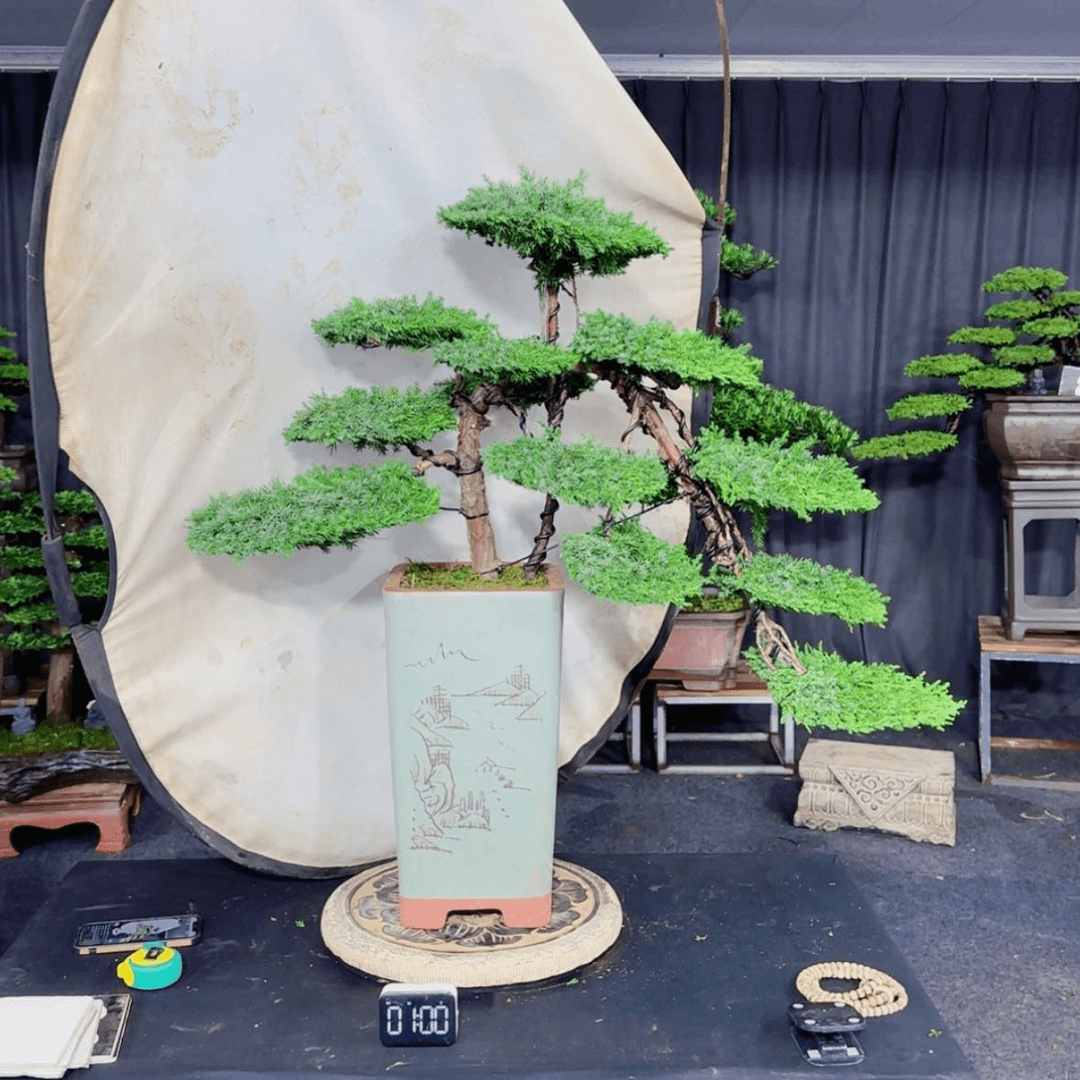 【闪购商品】盆景