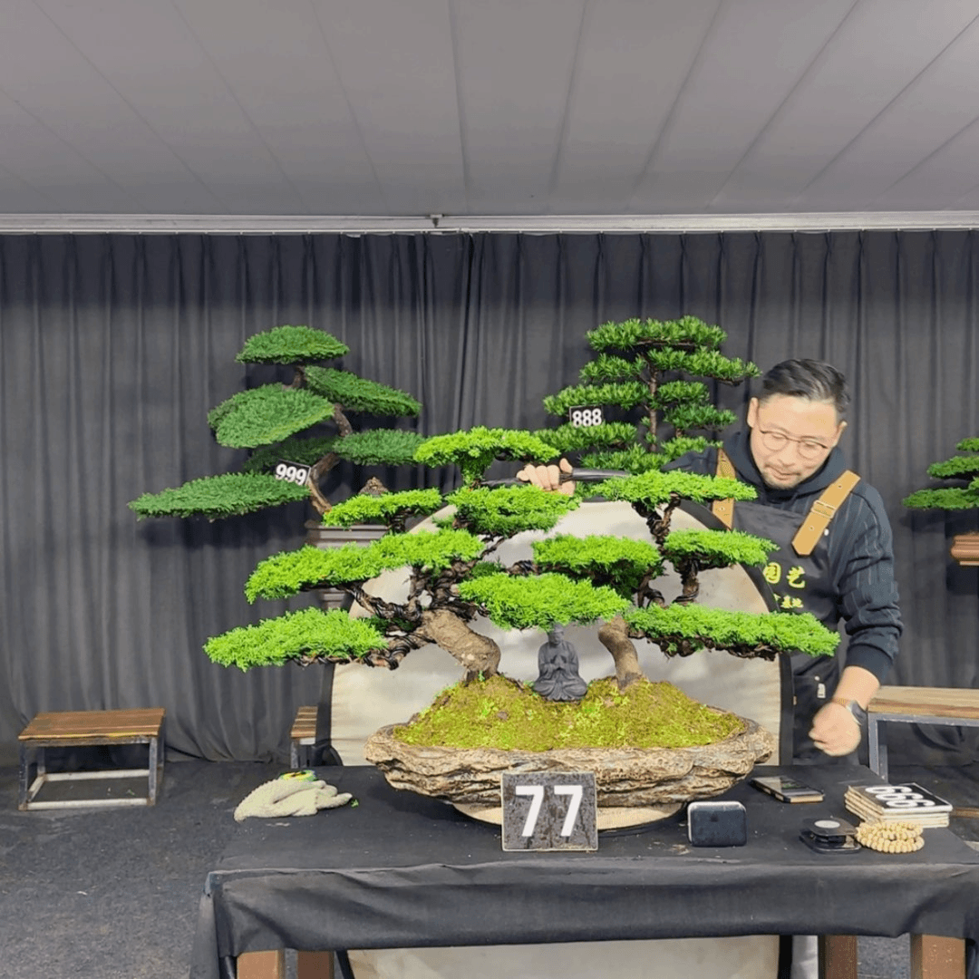 【闪购商品】盆景