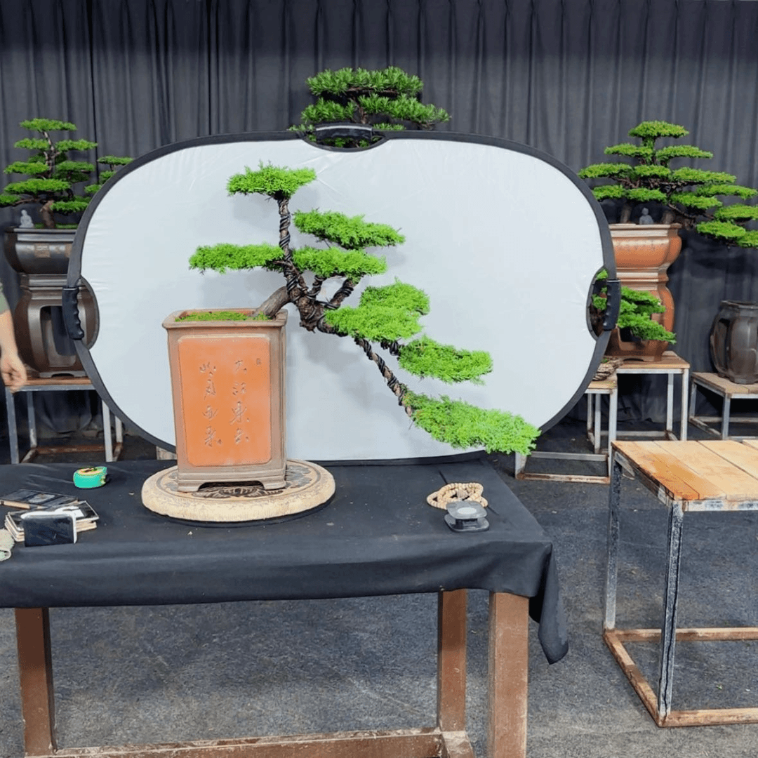 【闪购商品】盆景