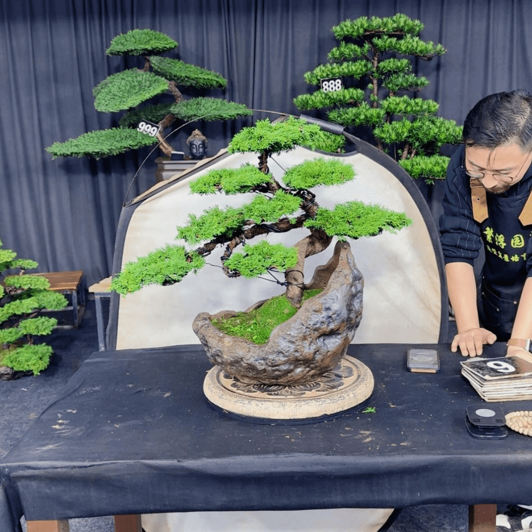 【闪购商品】盆景羁*
