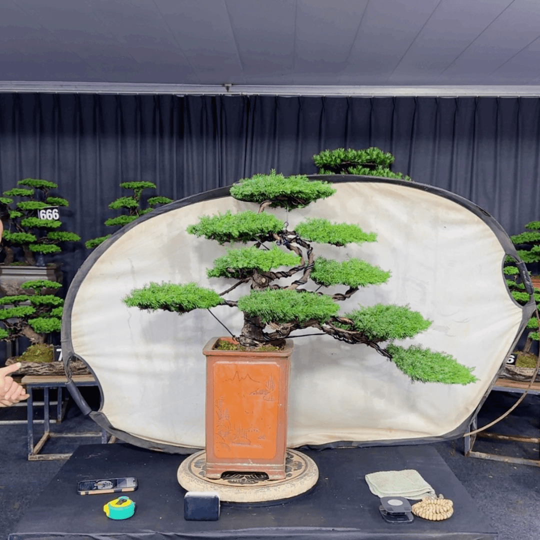 【闪购商品】盆景