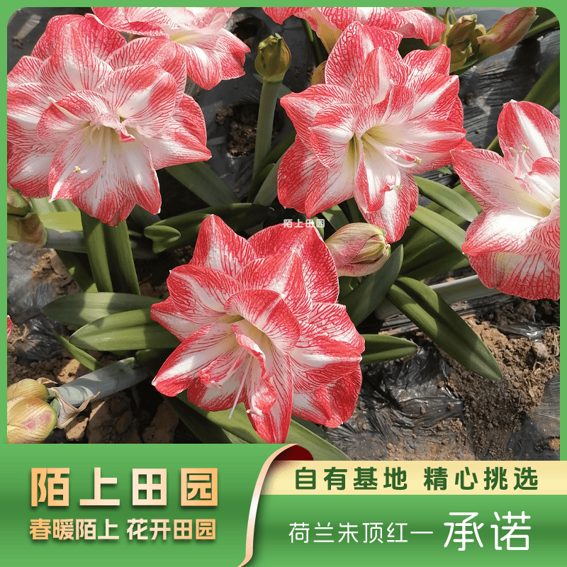【承诺】★荷兰进口重瓣朱顶红室内外盆栽阳台花卉好养