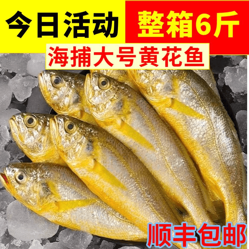 黄花鱼新鲜冷冻纯野生黄鱼小黄鱼海鲜水产批发鲜活整箱正宗鲜嫩