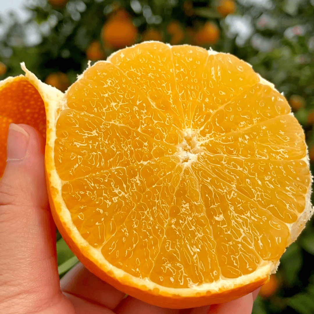 【老沙严选】云南当季鲜果红美人爱媛28号果冻橙 礼盒装4.8斤左右