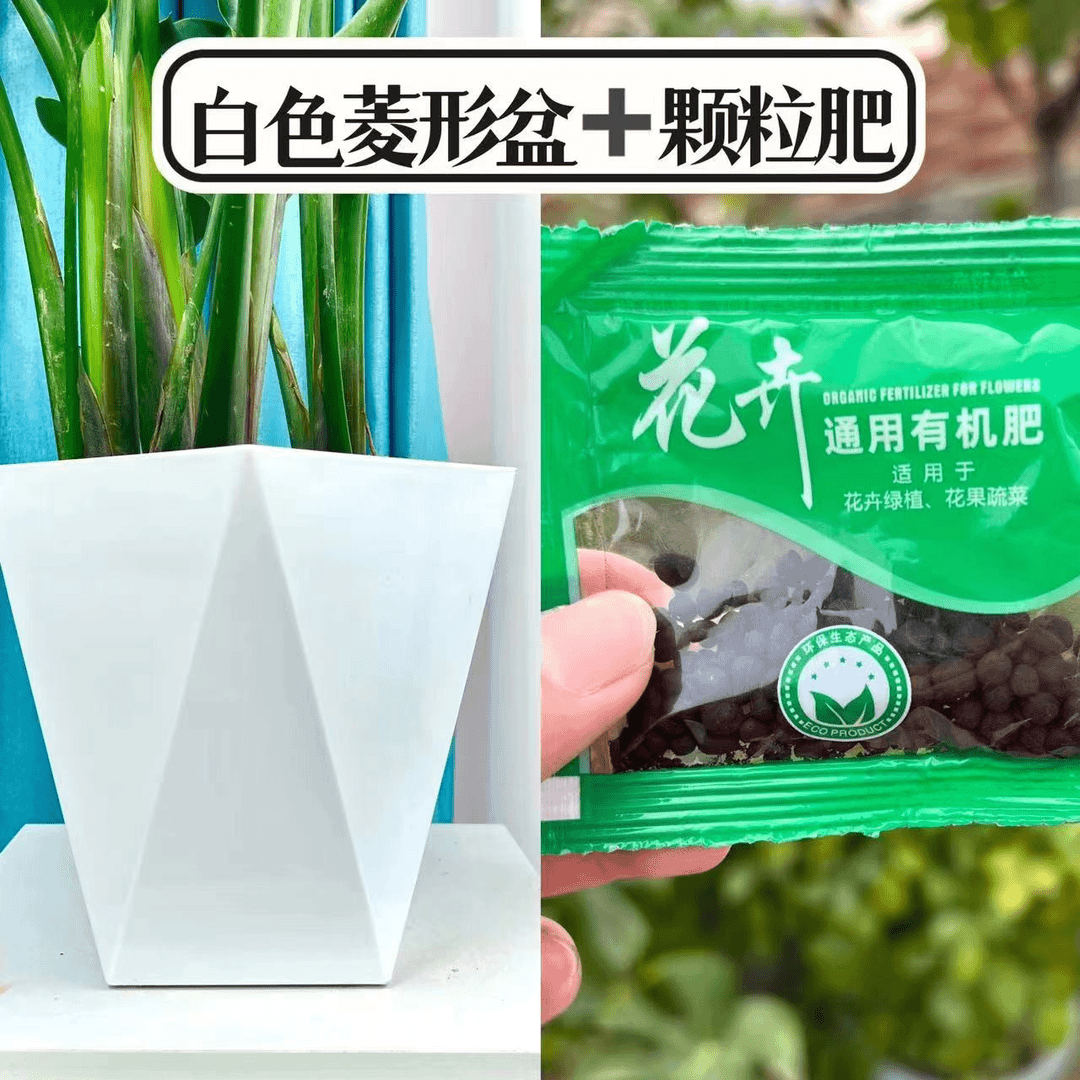定制菱形盆＋养料