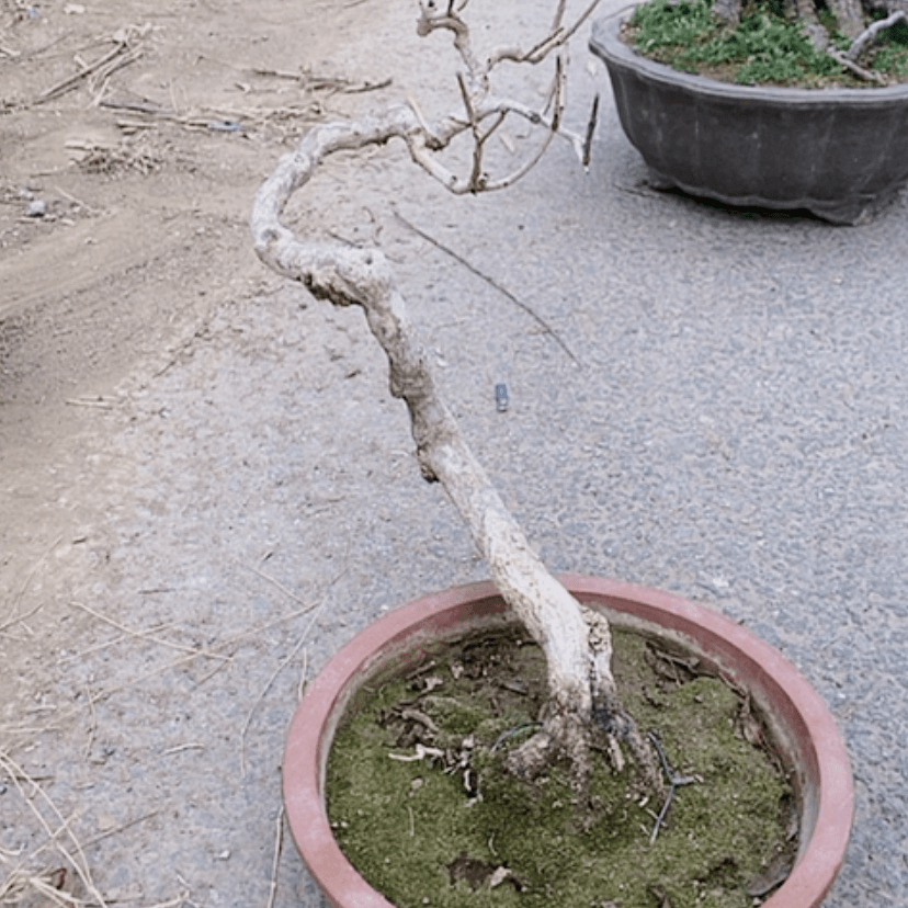 【闪购商品】石榴盆景造型