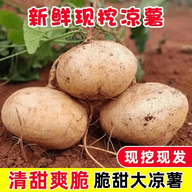 新鲜凉薯当季白地瓜现挖土瓜沙葛地萝卜大果蔬菜整箱沙地凉薯