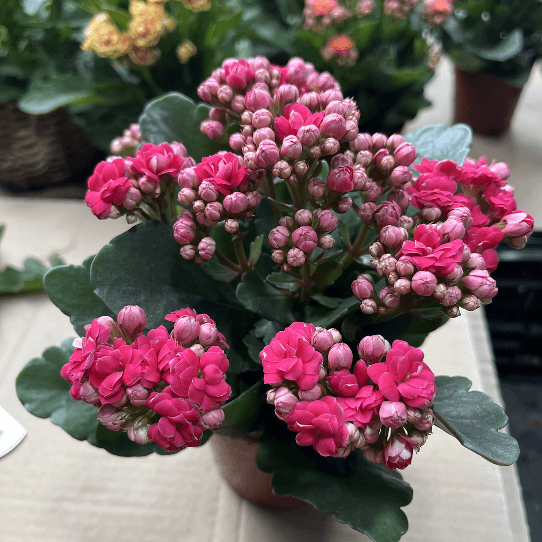 【雷奥】新品种长寿花好养精品带花苞发货四季开花（以实际到货为准）