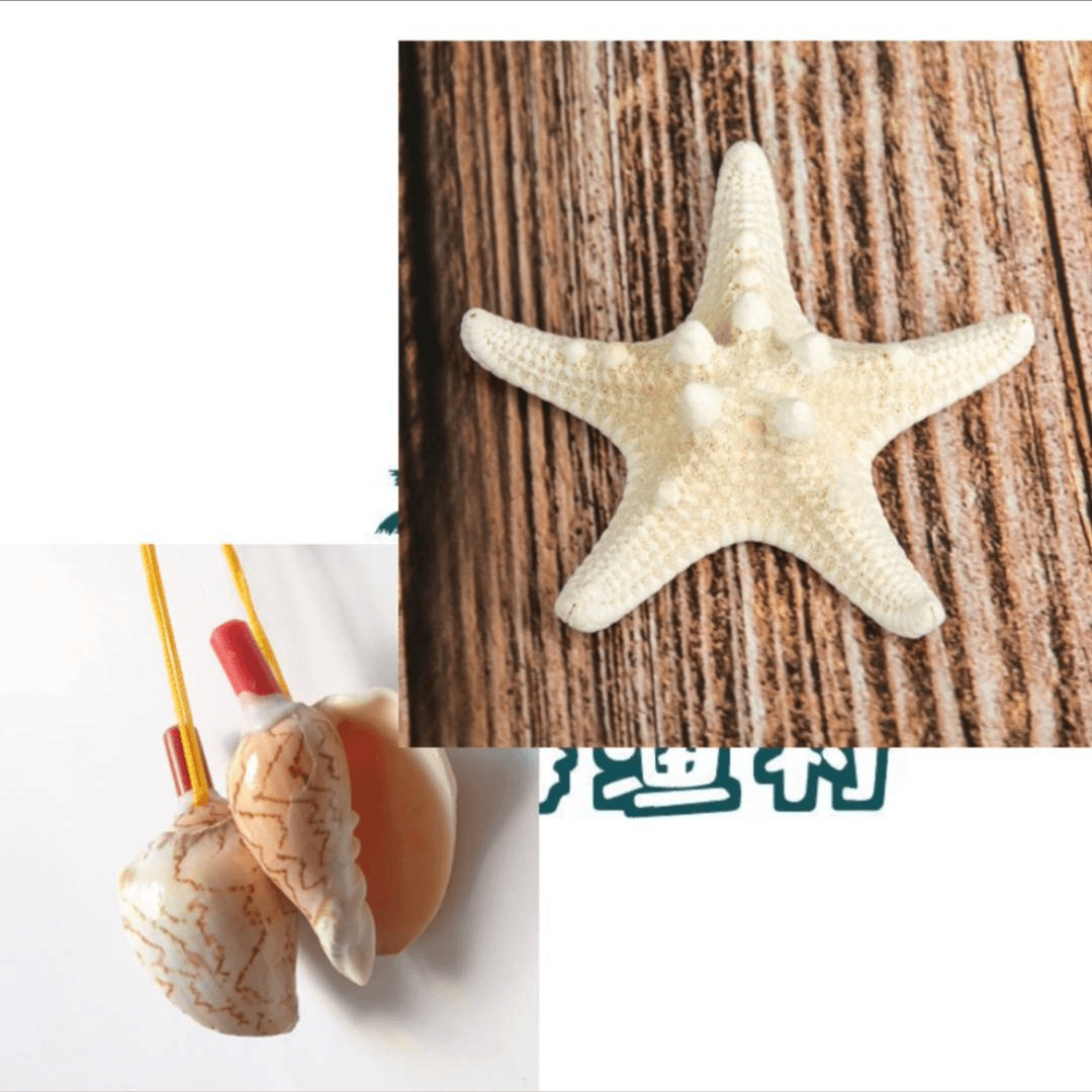 海螺哨+海星