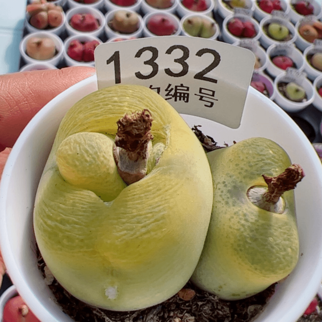 【闪购商品】北*我很喜欢1332