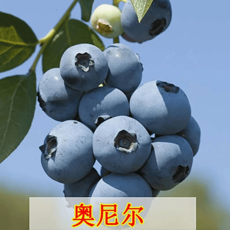 奥尼尔蓝莓苗当年结果蓝莓果树苗盆栽南北方种植带原土发货