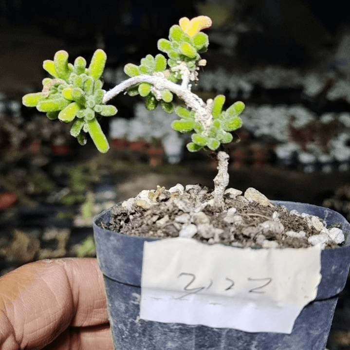 【闪购商品】3122多肉植物清棚枝干番杏