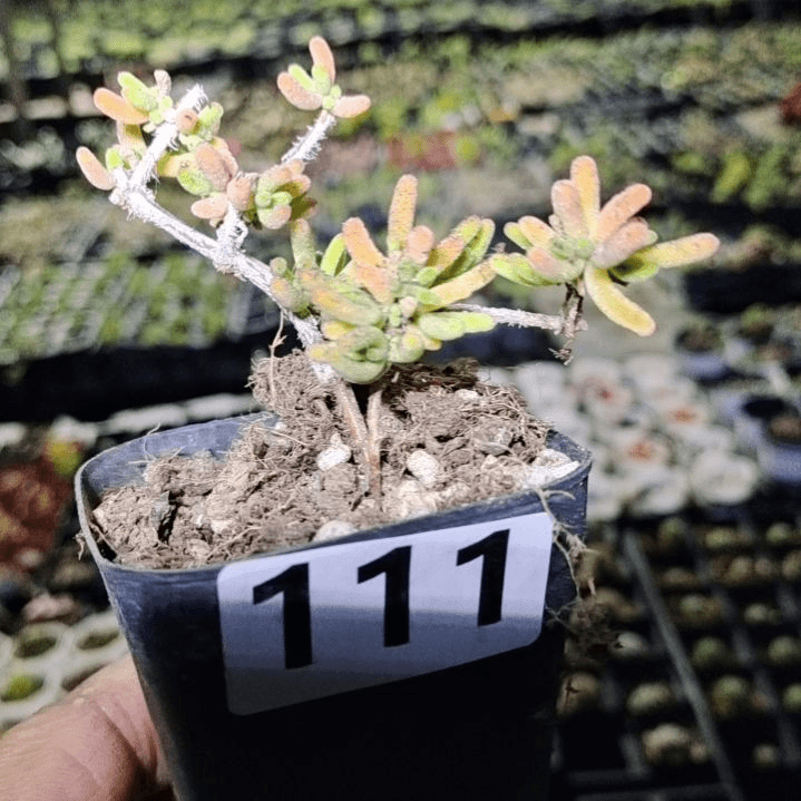 【闪购商品】111拍泡沫箱多肉植物