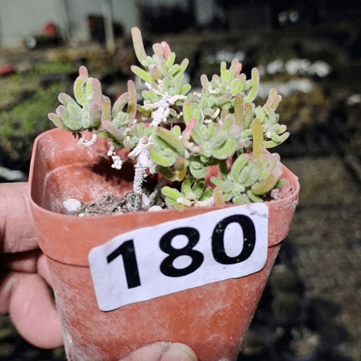【闪购商品】180拍泡沫箱多肉植物