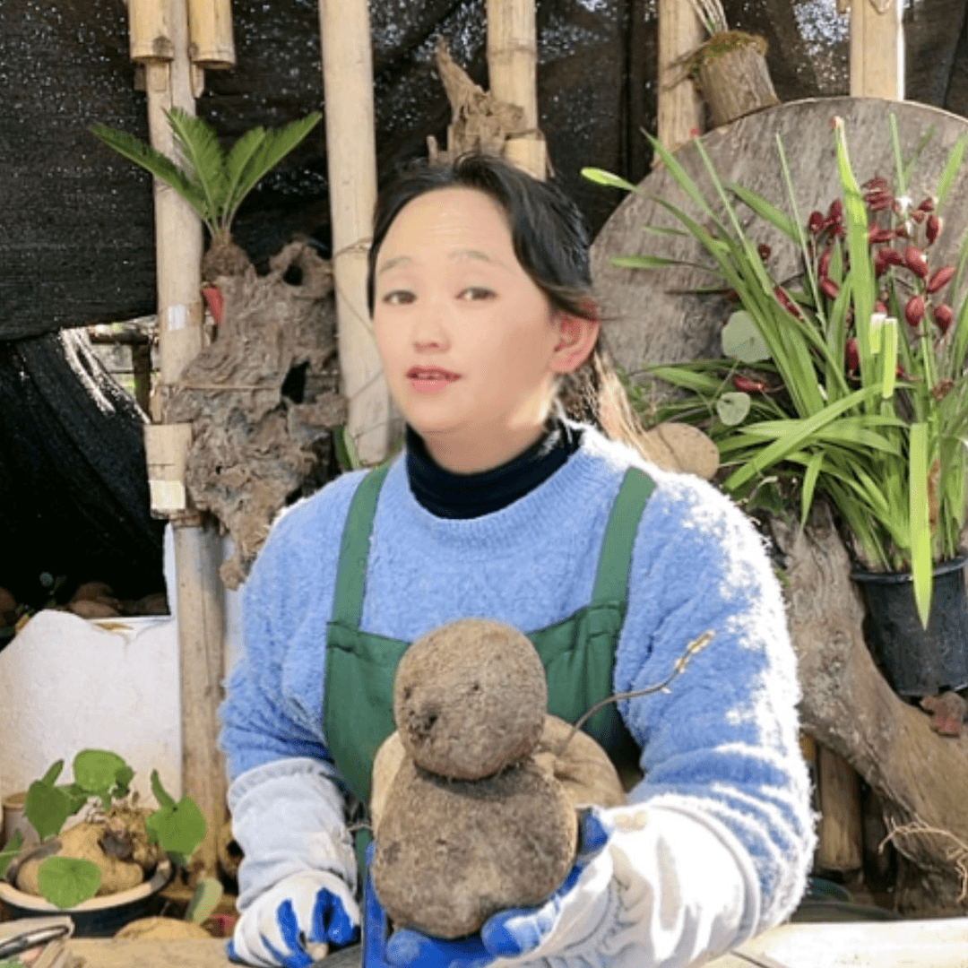 【闪购商品】山乌龟好种好养