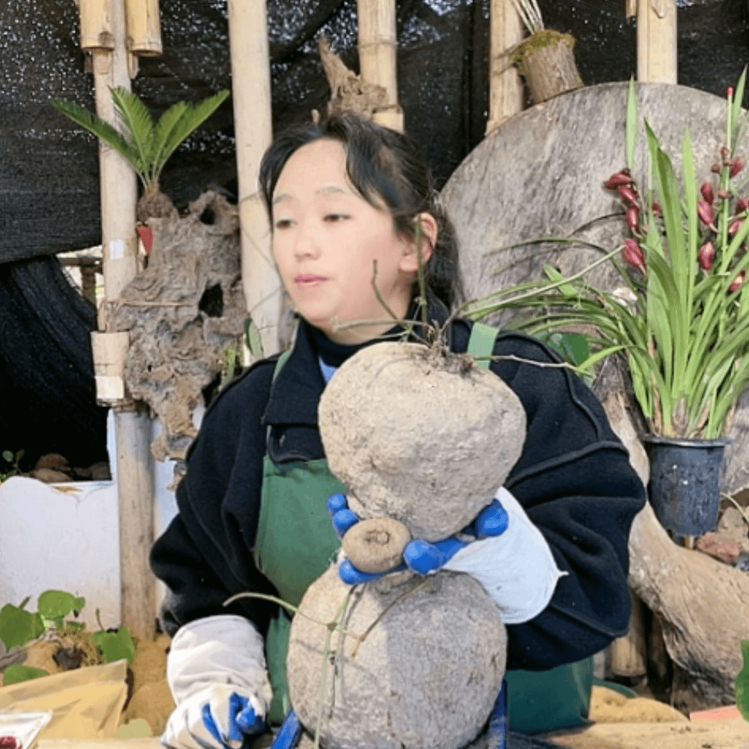 【闪购商品】山乌龟好种好养