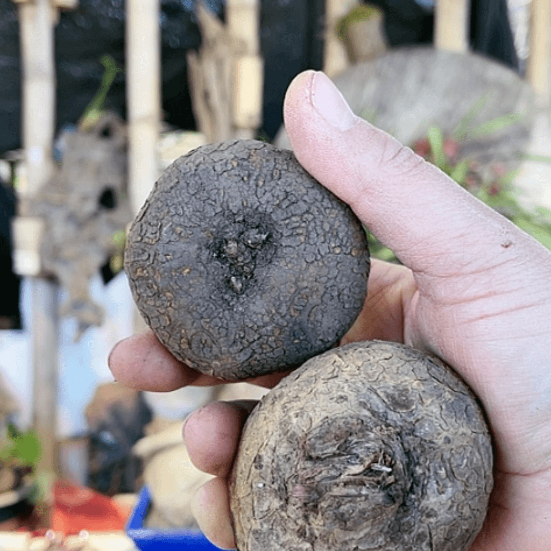 【闪购商品】山乌龟