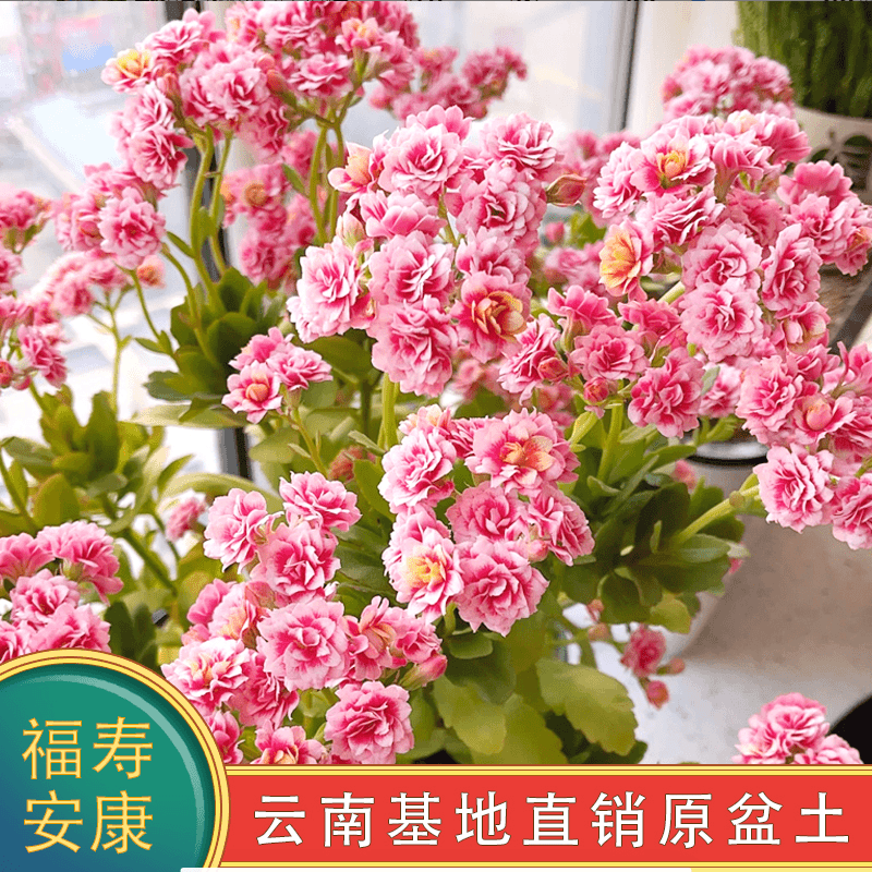 长寿花盆栽重瓣金狐狸大花带花苞花苗四季室内开花好养的花卉植物