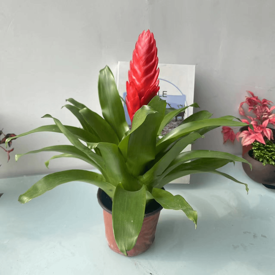 鸿运当头红星凤梨年宵花花期长好养活懒人植物花卉耐阴不耐寒