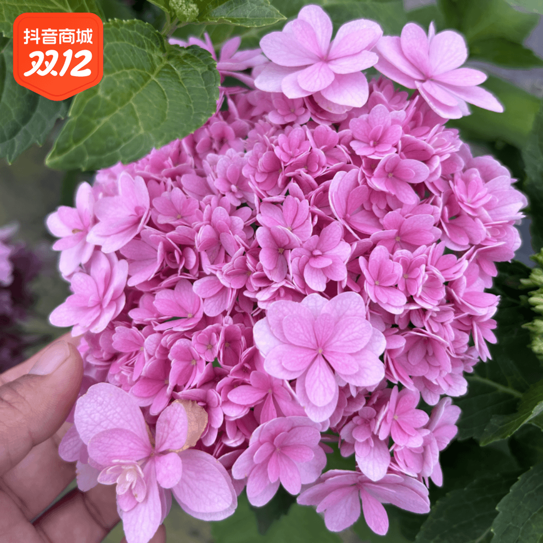 原野先生花园 （绣球特价苗 介意勿拍花卉大花夏季盆栽庭院开花