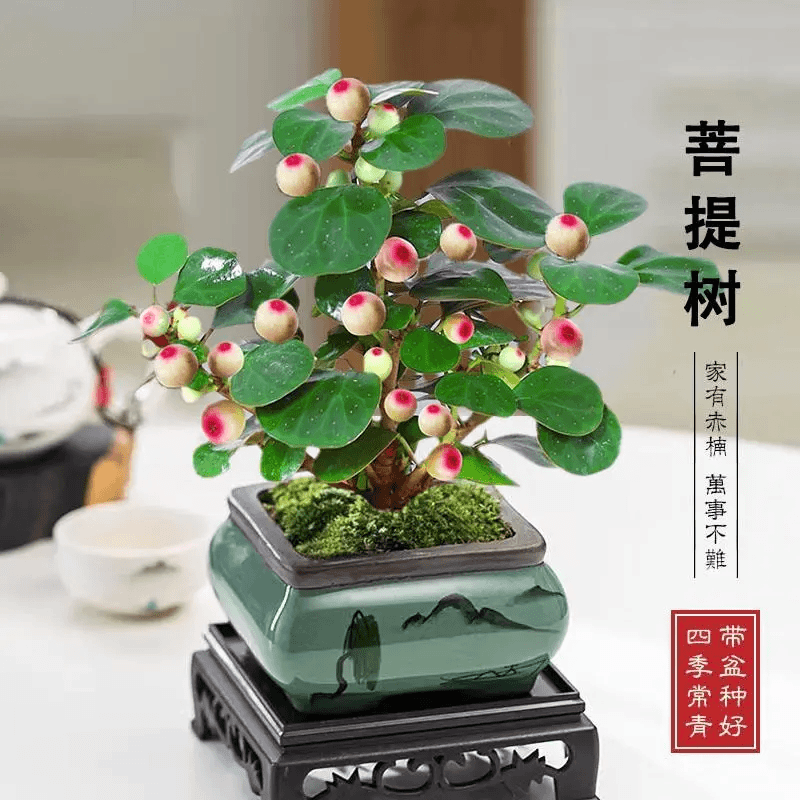 大菩提树室内盆景植物室内办公绿植花卉好养四季带果盆栽植物绿植