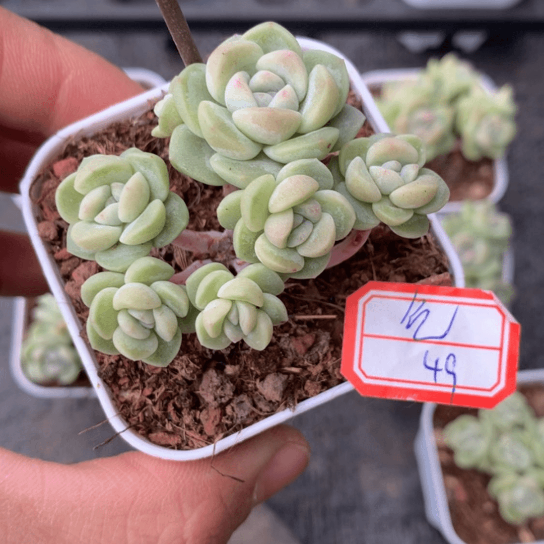 【闪购商品】小县城VB不发个