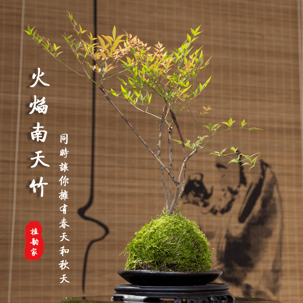 小叶火焰南天竹带根丛林苔藓球中式高端茶室会所室内绿植桌上盆景