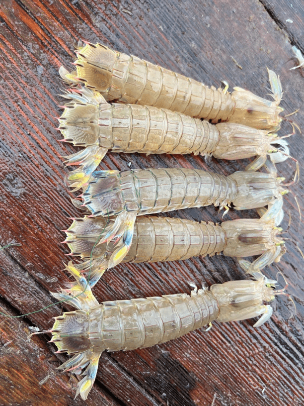 东海皮皮虾，中小规格，煮熟发货（介意小的勿拍）