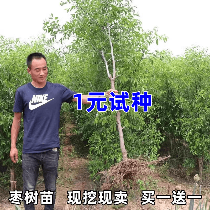 枣树苗嫁接冬枣地栽果树果苗当年结果南北方庭院种植超甜特红枣苗
