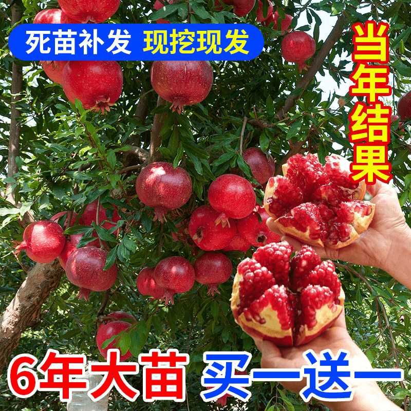 突尼斯软籽石榴树树苗庭院果树矮化盆栽无籽大红袍石榴嫁接苗四季
