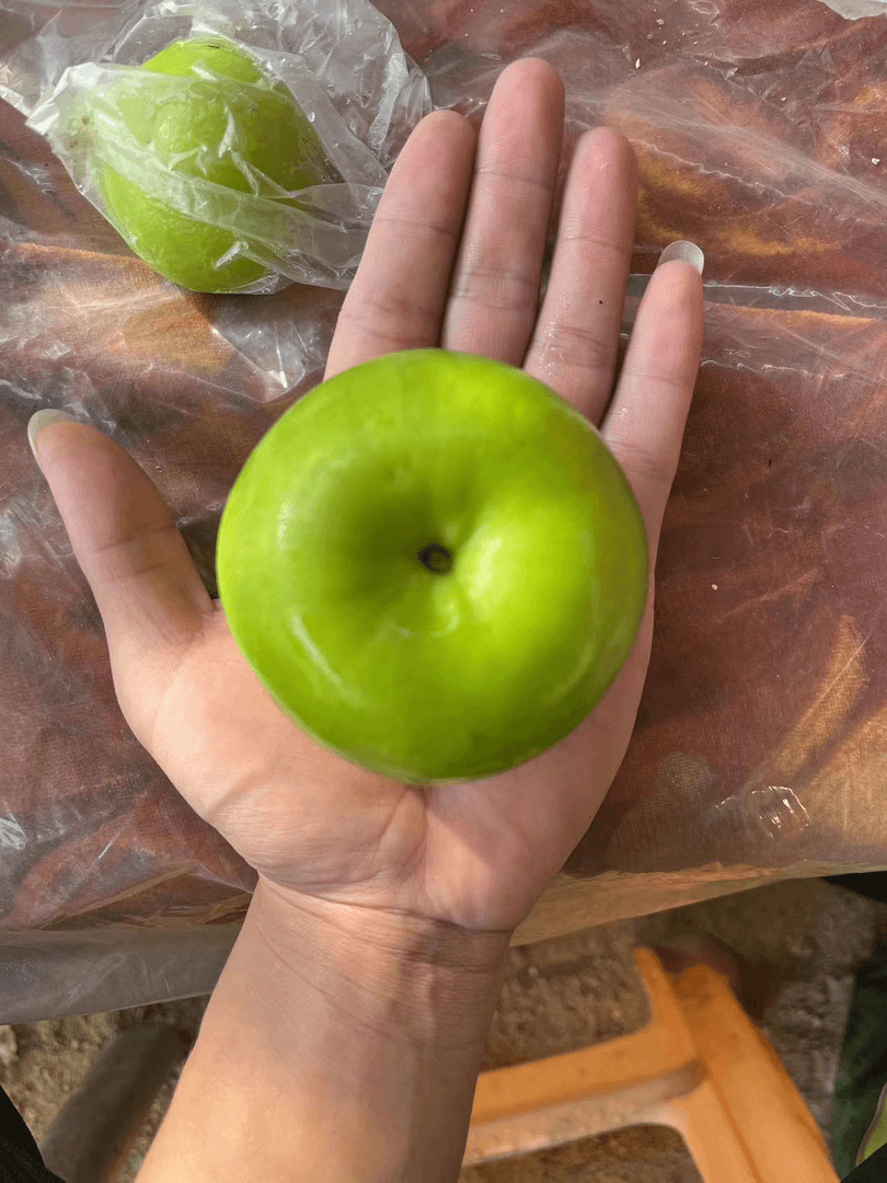 ［顺丰包邮］贵妃枣牛奶枣青枣5斤当季精选水果优质新鲜水果苹果枣