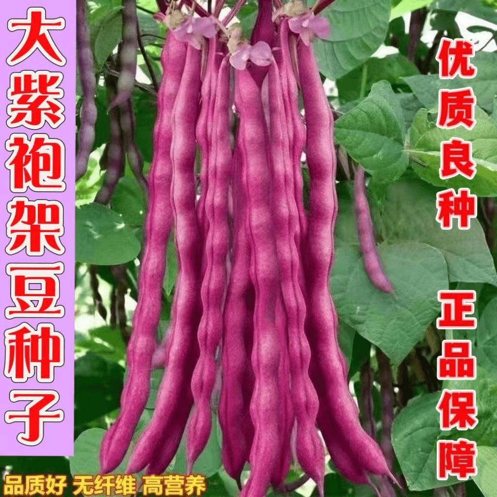 【1元抢10包蔬菜种子】春秋紫架豆种子无筋紫豆角种子紫豆角四季豆