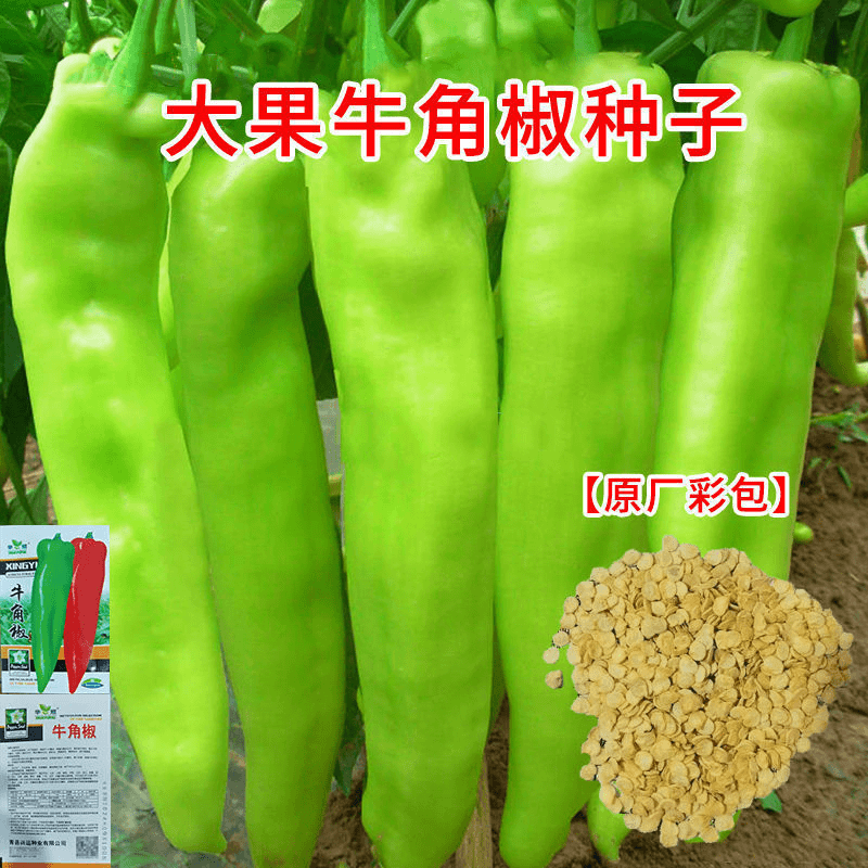 【1元抢10包蔬菜种子】原装高产特大牛角椒种子辣椒种籽肉厚青抗病
