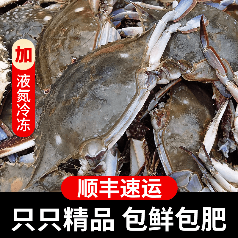 7只  舟山梭子蟹5-7两鲜冻海蟹新鲜冷冻海鲜东海大公螃蟹水产飞蟹
