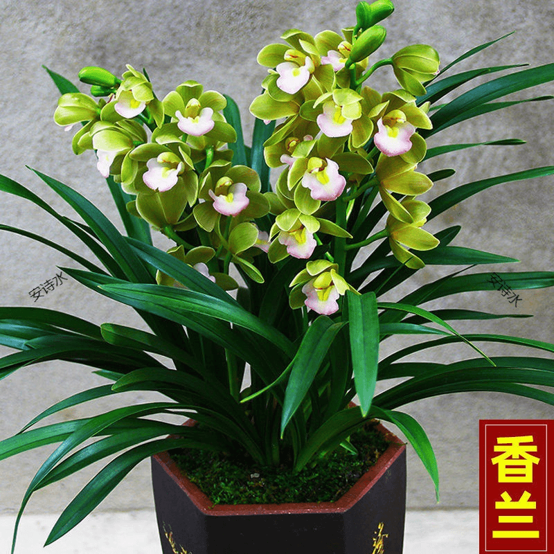 高档大花蕙兰香兰品种兰带花剑发货净化空气去甲醛植物