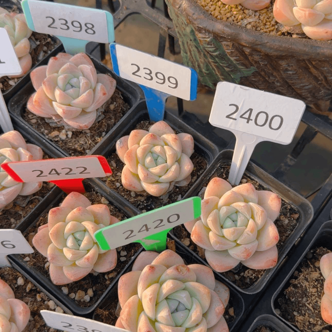 【闪购商品】2398.2399.2400