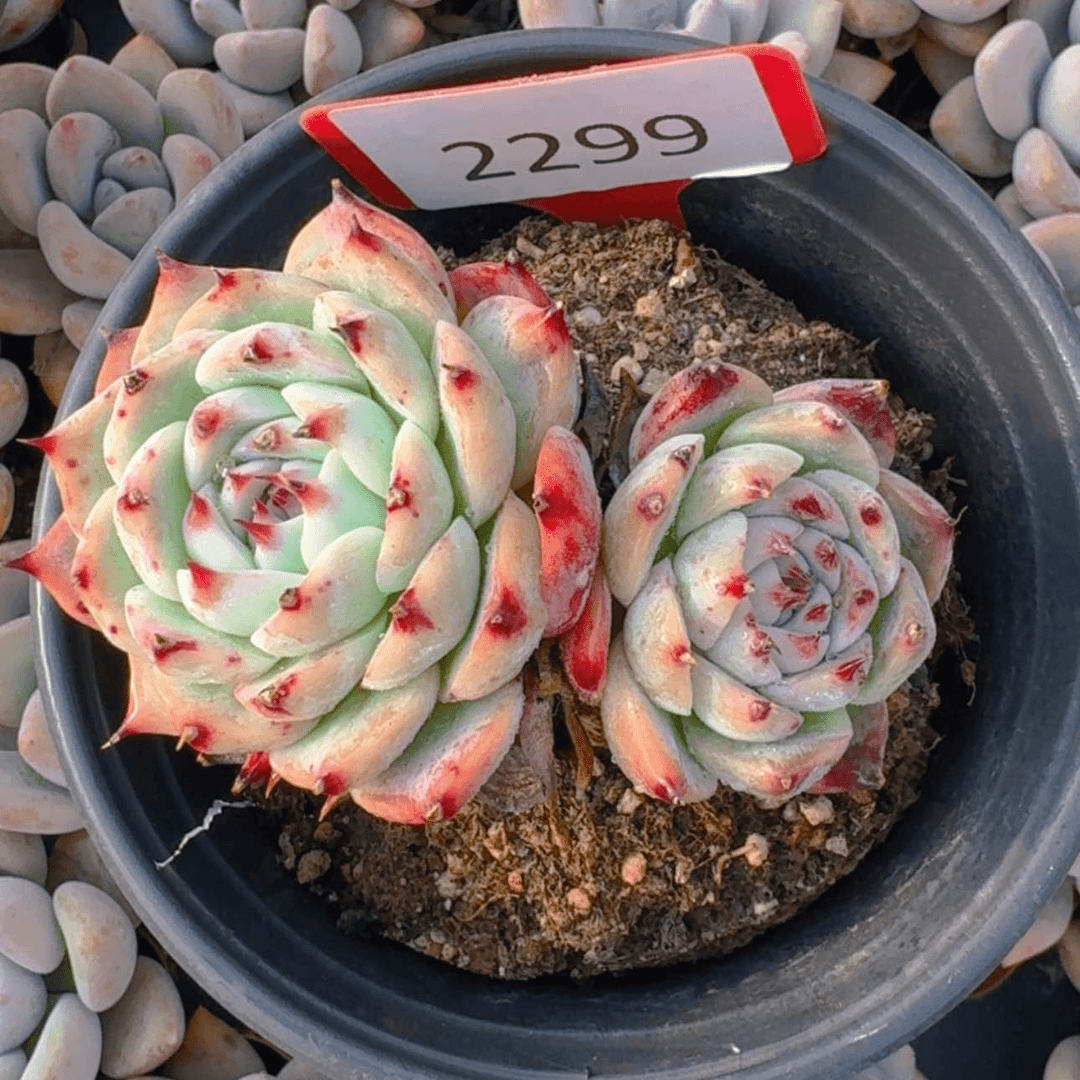【闪购商品】2299福利