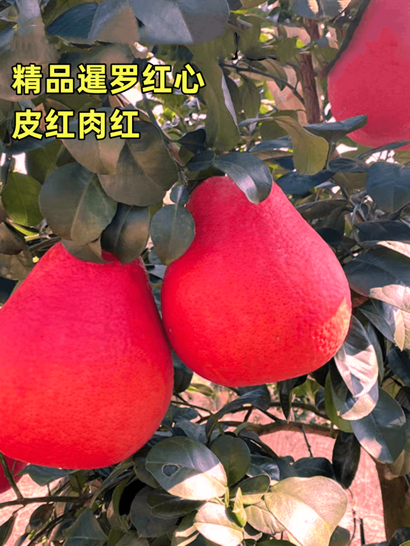 【带泥浆带叶发货】正宗广西基地直发带原土原叶子发货盆栽地栽