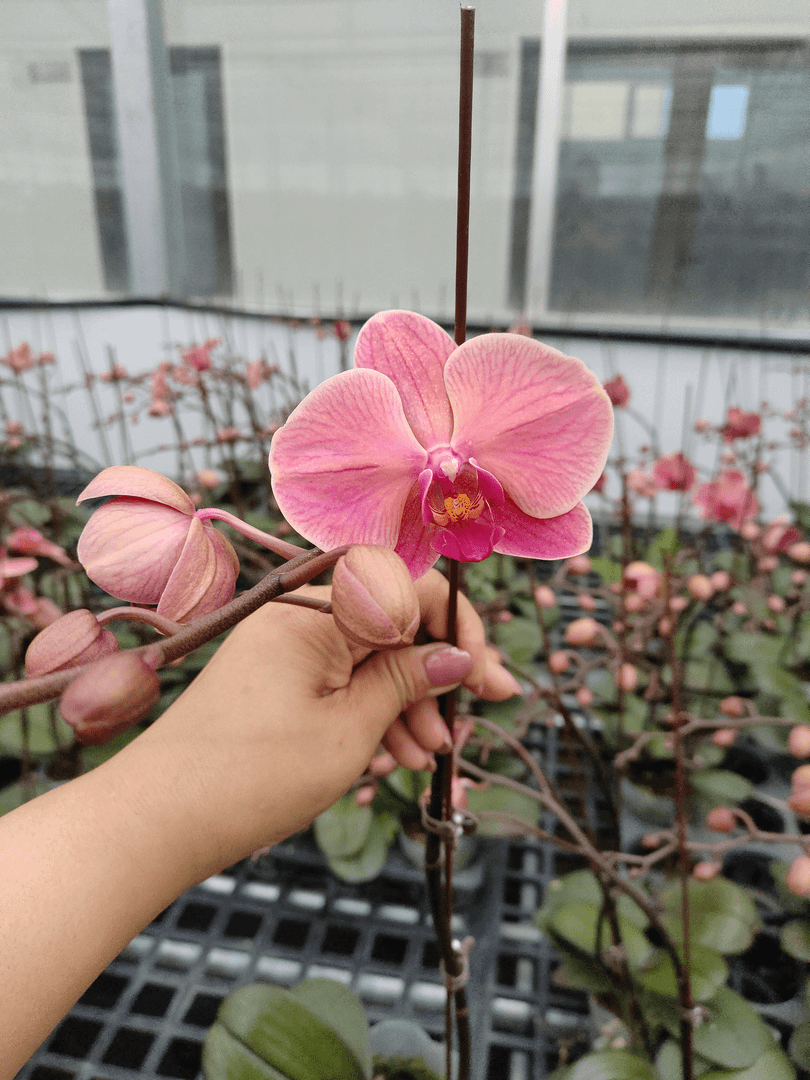 【花苞株】那博纳蝴蝶兰